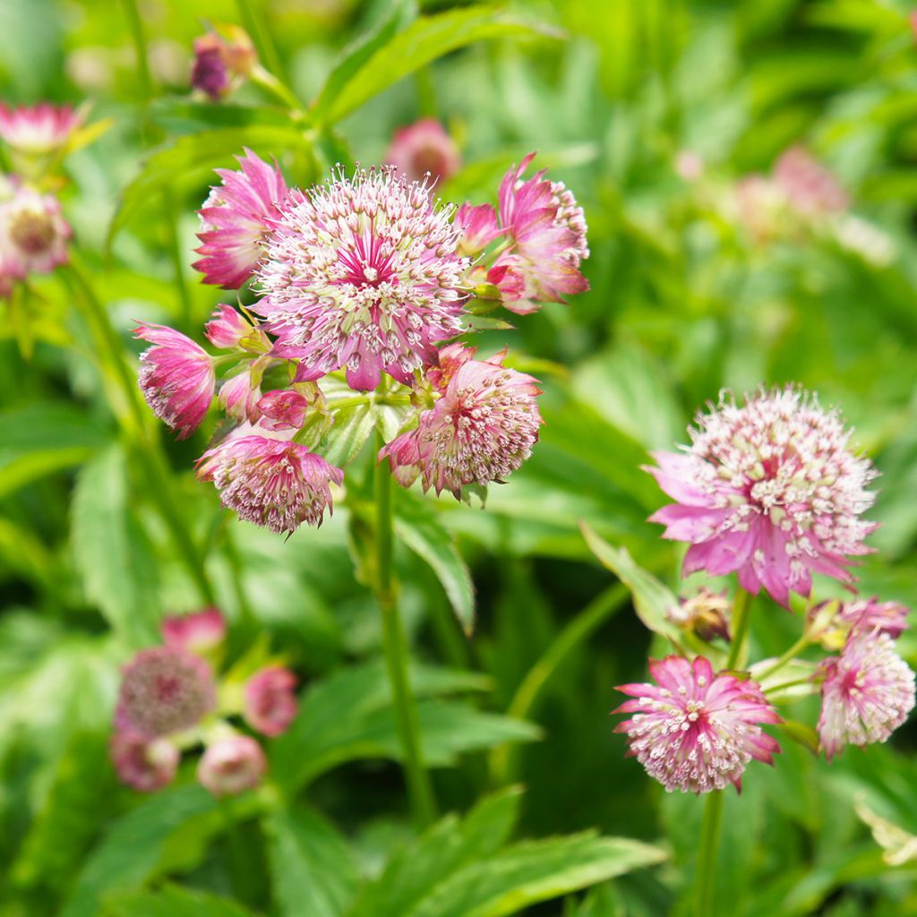 Astrantia major Ruby Cloud (semi)
