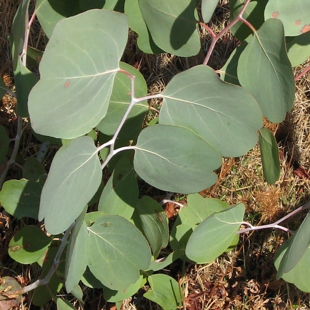 Eucalyptus polyanthemos (semi) - Eucalipto