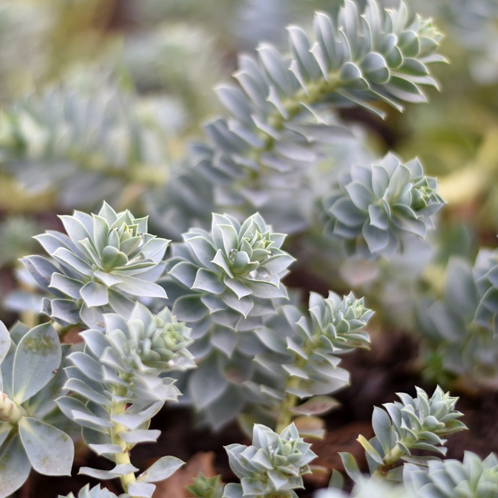 Euphorbia myrsinites (semi)
