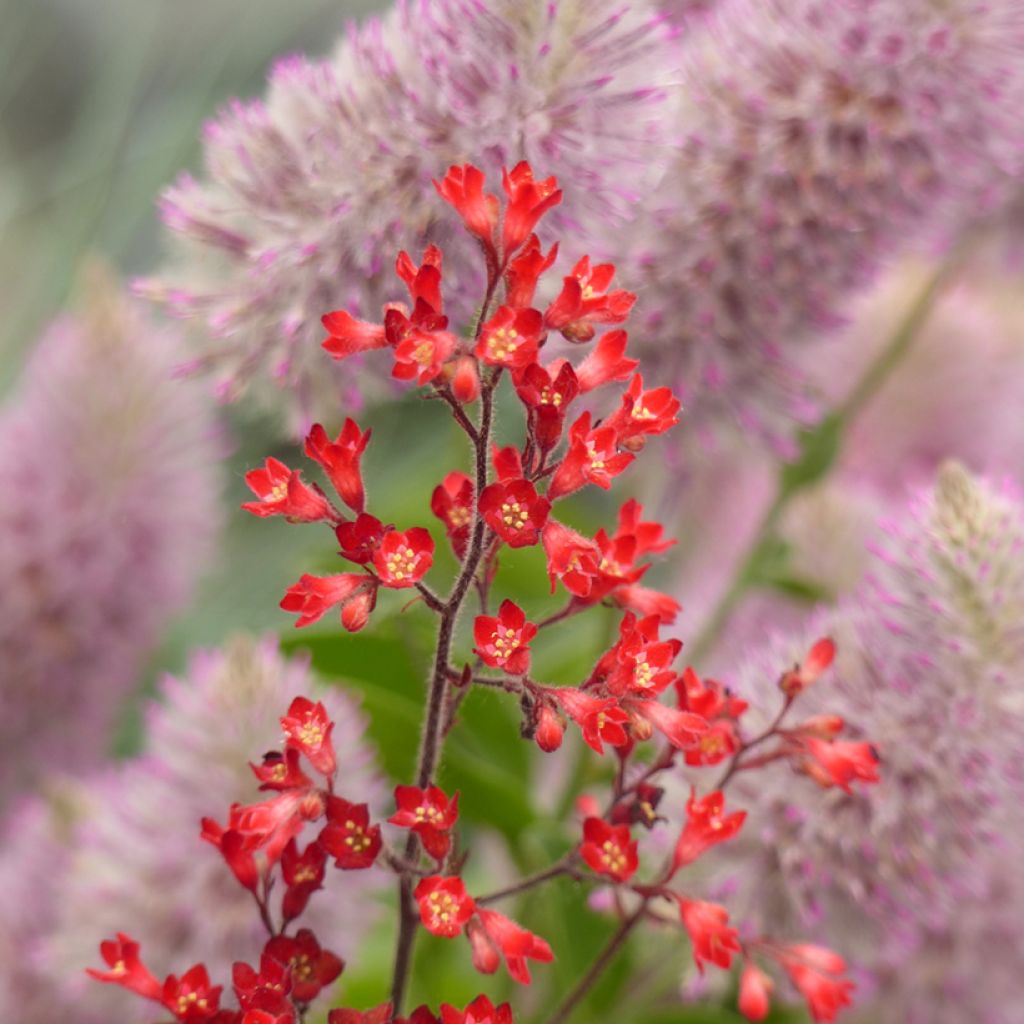 Heuchera sanguinea Vivid (semi)