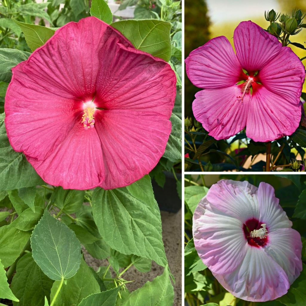 Hibiscus moscheutos Mix (semi) - Ibisco palustre