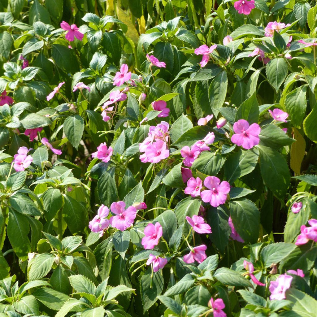 Impatiens holstii Mix (semi) - Fiore di vetro