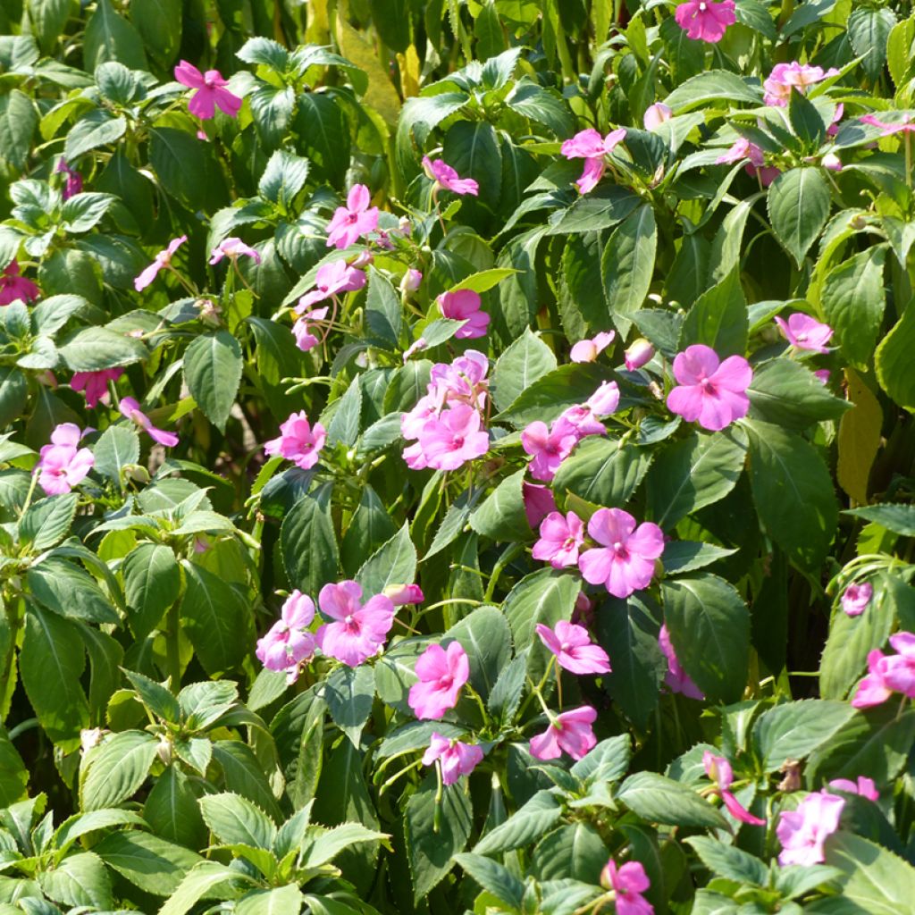 Impatiens holstii Mix (semi) - Fiore di vetro