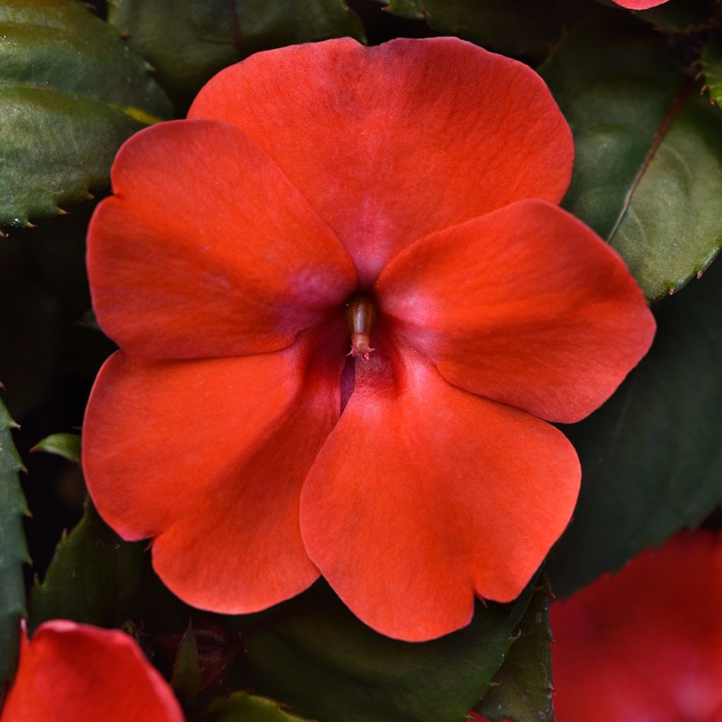 Impatiens Solarscape Orange Burst (semi) - Fiore di vetro