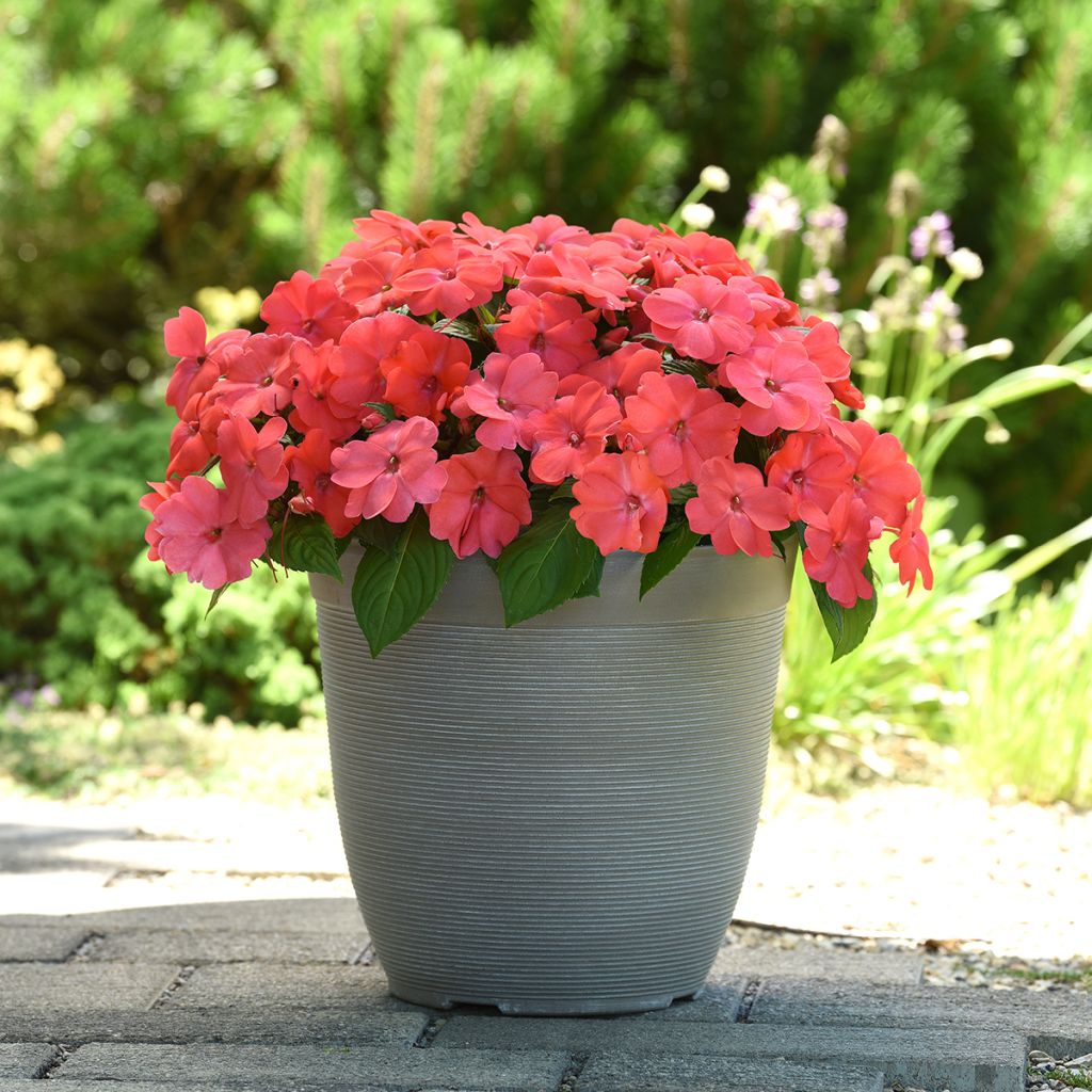 Impatiens Solarscape Salmon Punch (semi) - Fiore di vetro