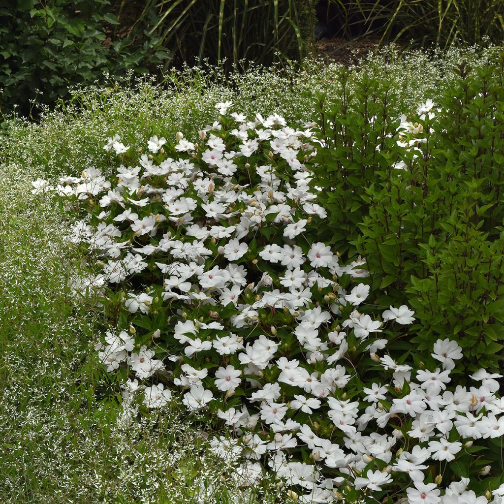 Impatiens Solarscape White Pearl (semi) - Fiore di vetro