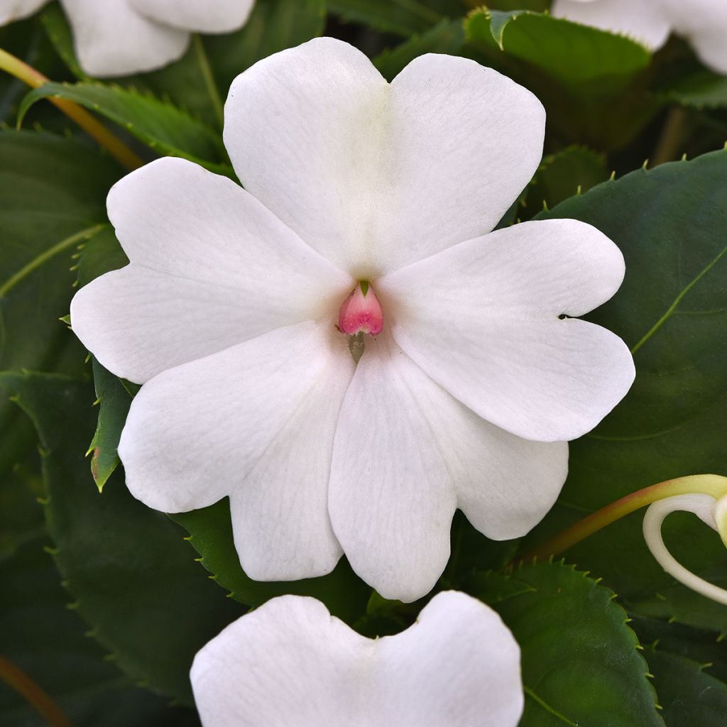 Impatiens Solarscape White Pearl (semi) - Fiore di vetro