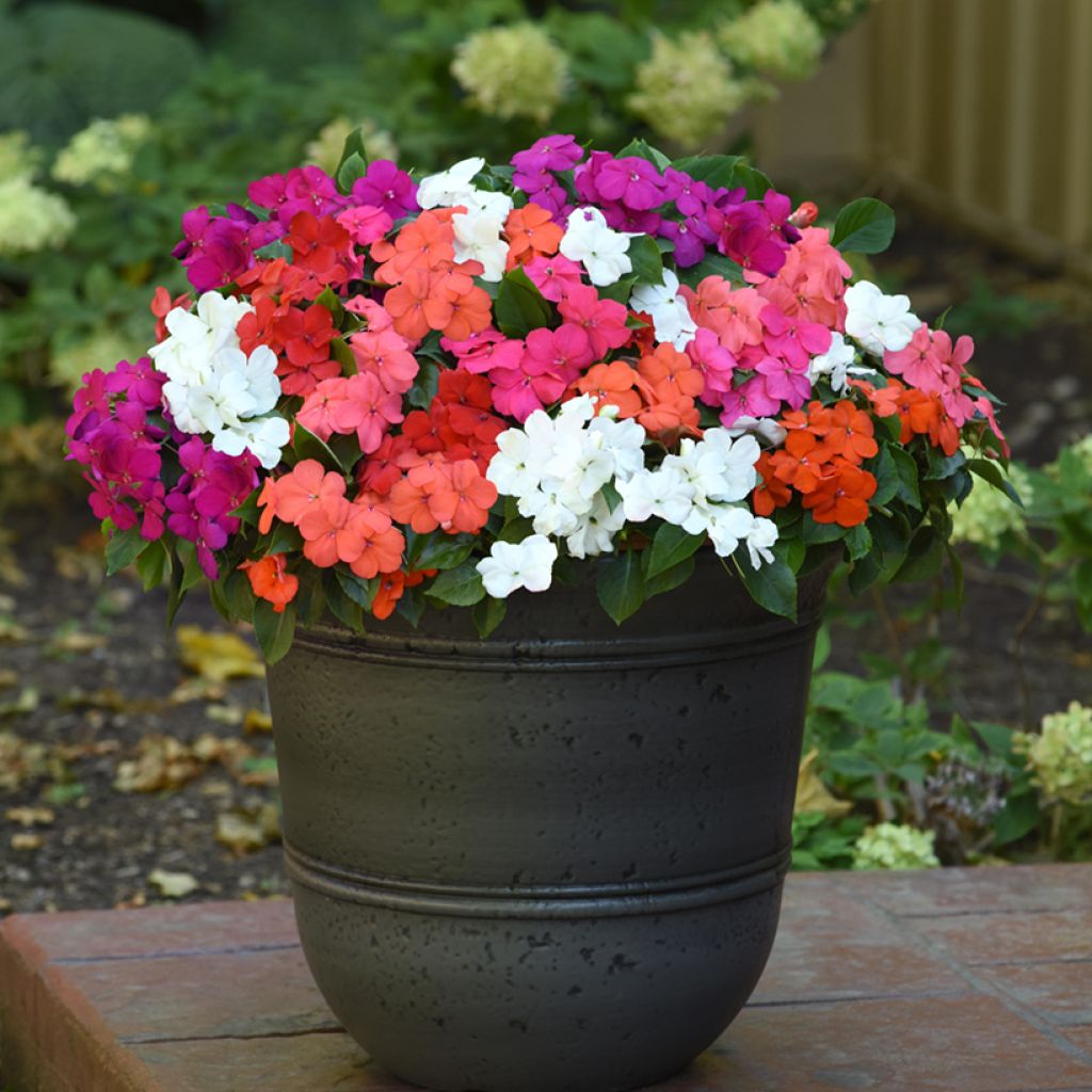Impatiens walleriana Beacon Mix (semi)