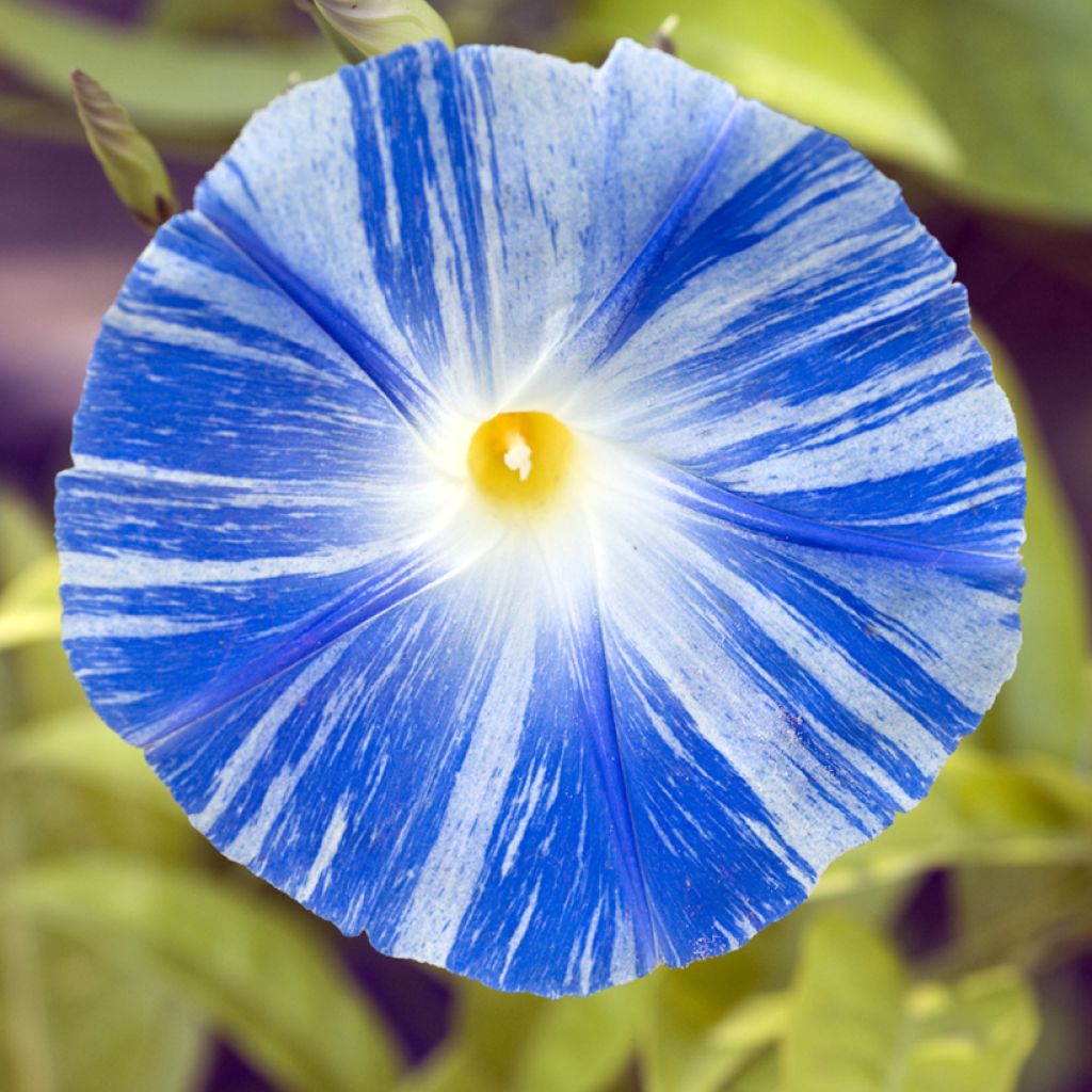 Ipomoea tricolor Flying Saucer - Campanella tricolore