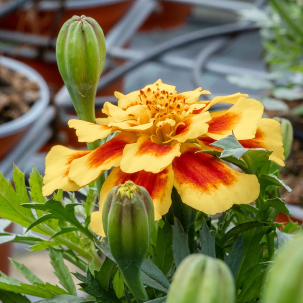 Tagetes patula Durango Bee F1 Hybrid - Tagete
