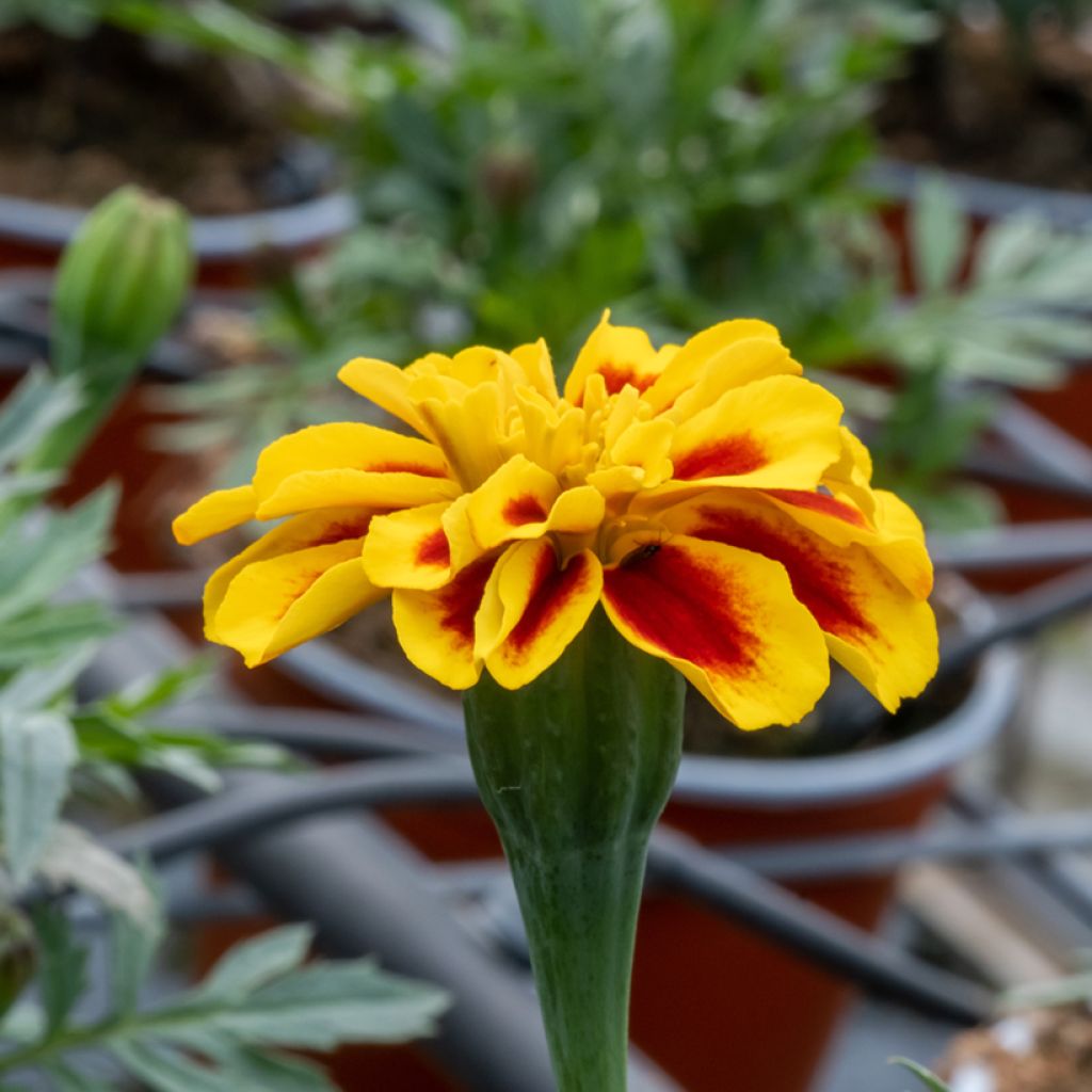 Tagetes patula Durango Bee F1 Hybrid - Tagete