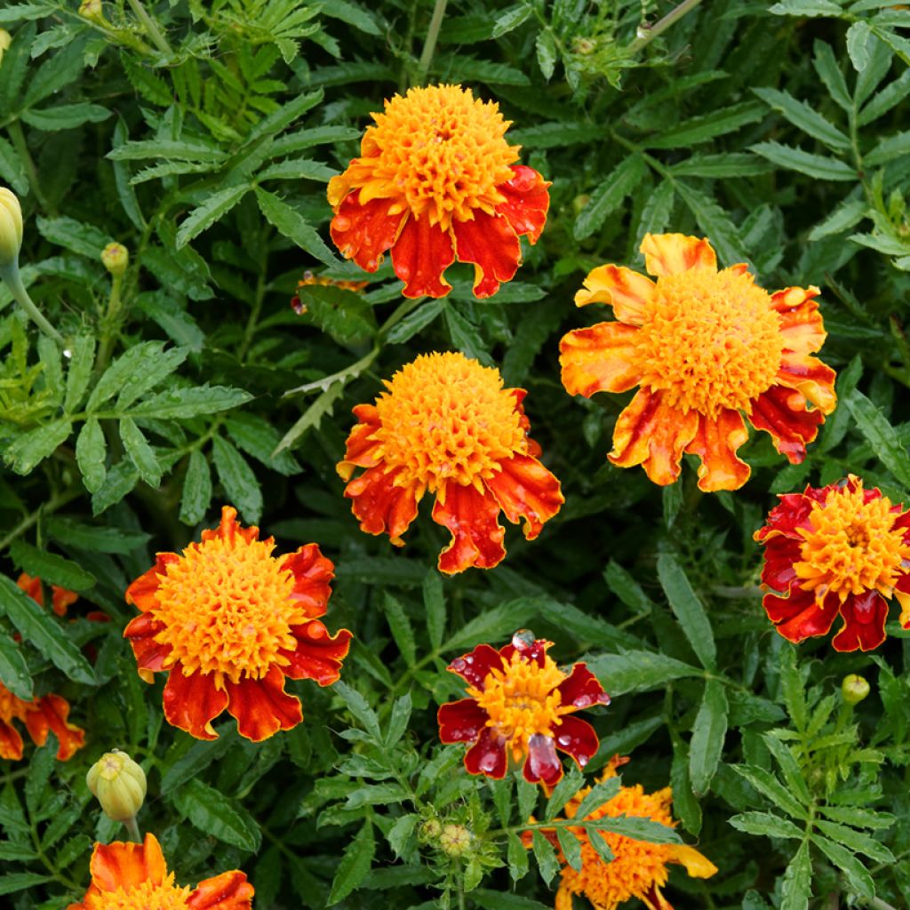 Tagetes patula nana Orange Flame - Tagete nana
