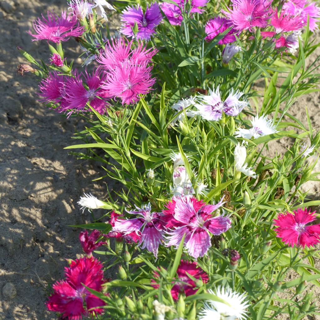 Dianthus superbus Spooky mix (semi) - Garofanino frangiato