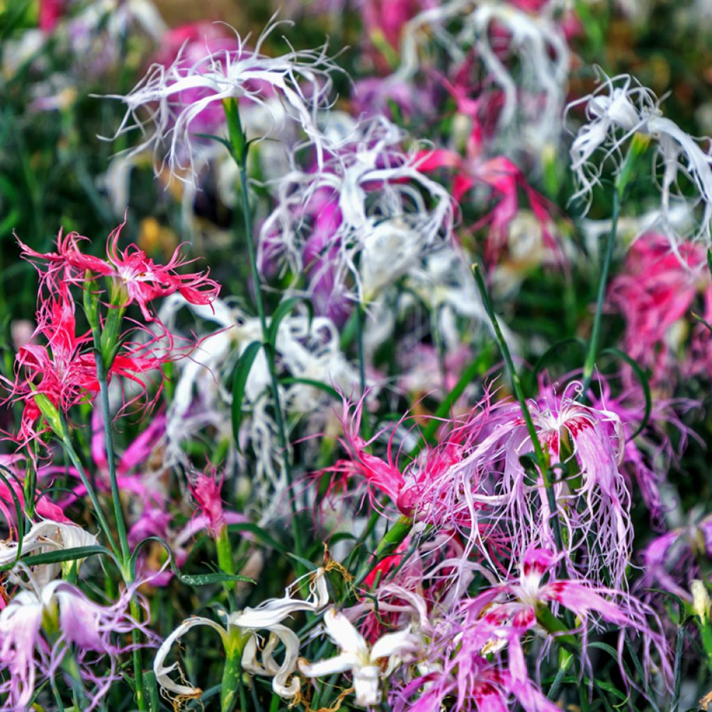 Dianthus superbus Spooky mix (semi) - Garofanino frangiato
