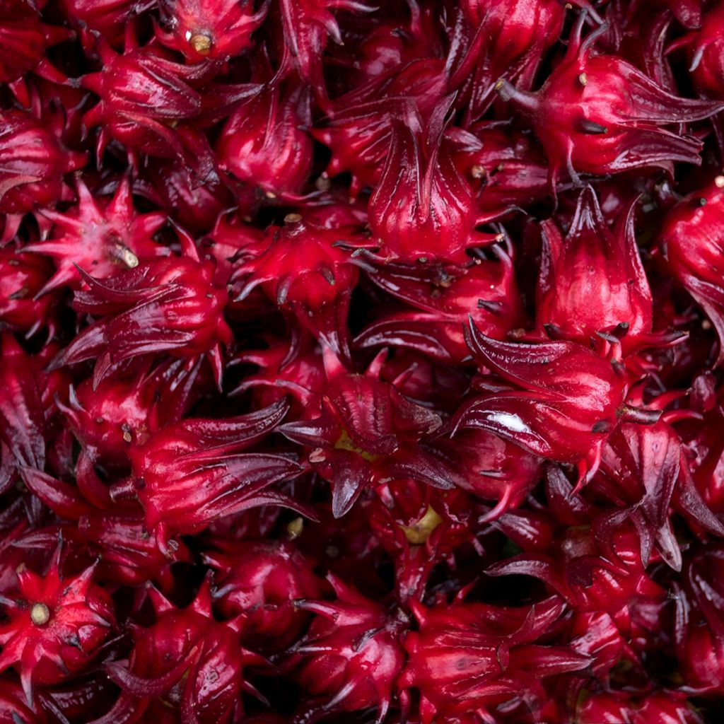 Hibiscus sabdariffa - Karkadè