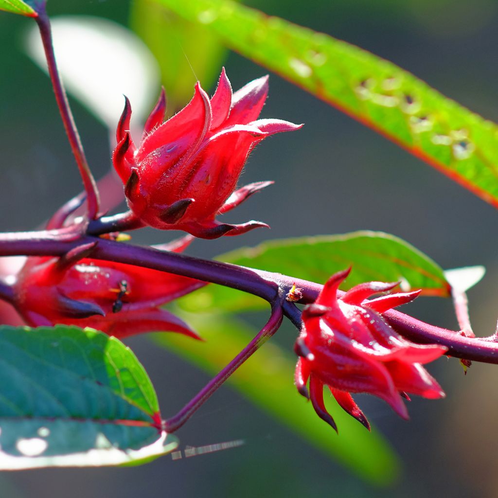 Hibiscus sabdariffa - Karkadè