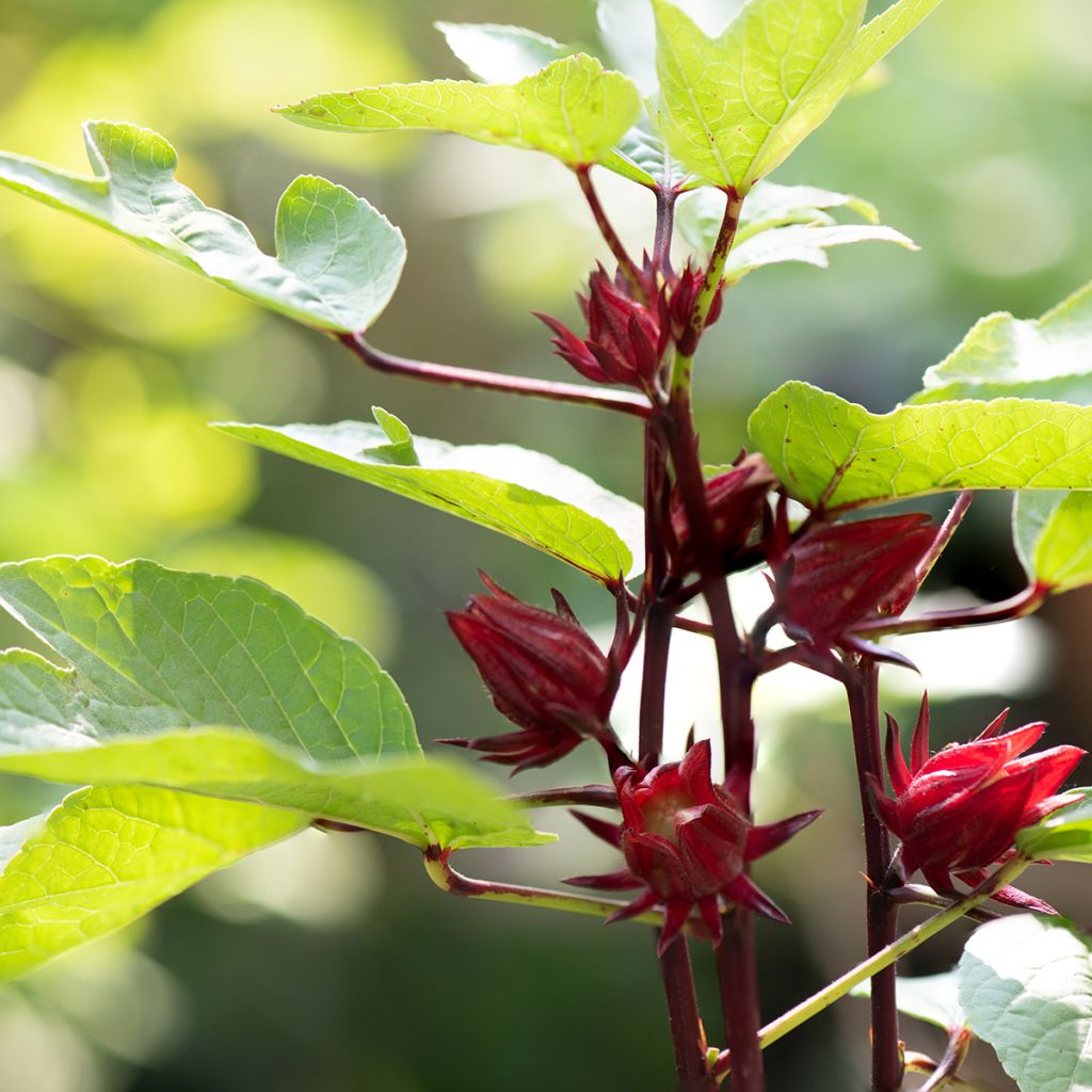 Hibiscus sabdariffa - Karkadè