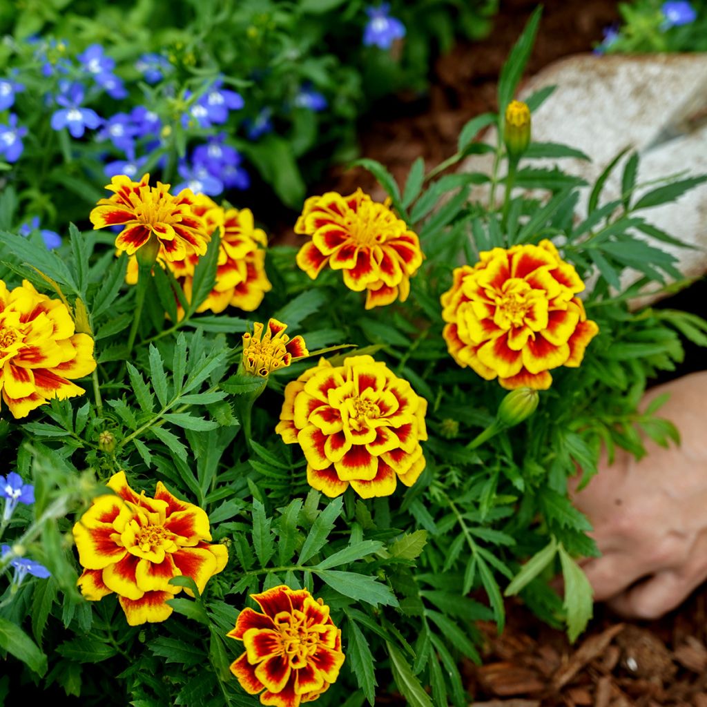 Tagetes patula Mango Tango (semi) - Tagete