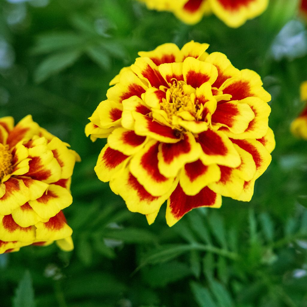 Tagetes patula Mango Tango (semi) - Tagete