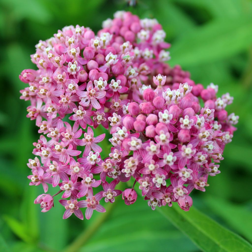 Asclepias incarnata rosa