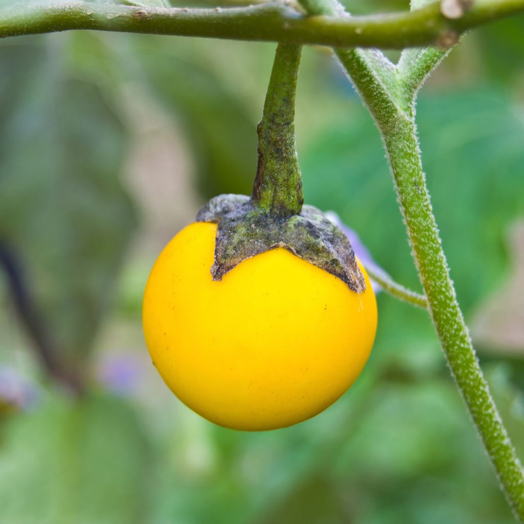 Melanzana Thai Yellow Egg