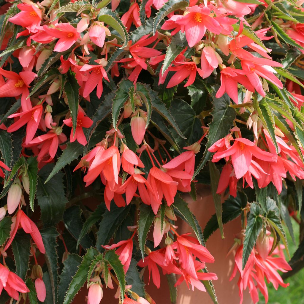 Begonia boliviensis Copacabana F1 Salmon (Semi rivestiti)