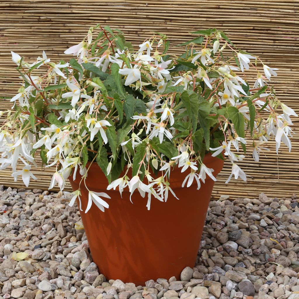 Begonia boliviensis Copacabana F1 White (Semi rivestiti)