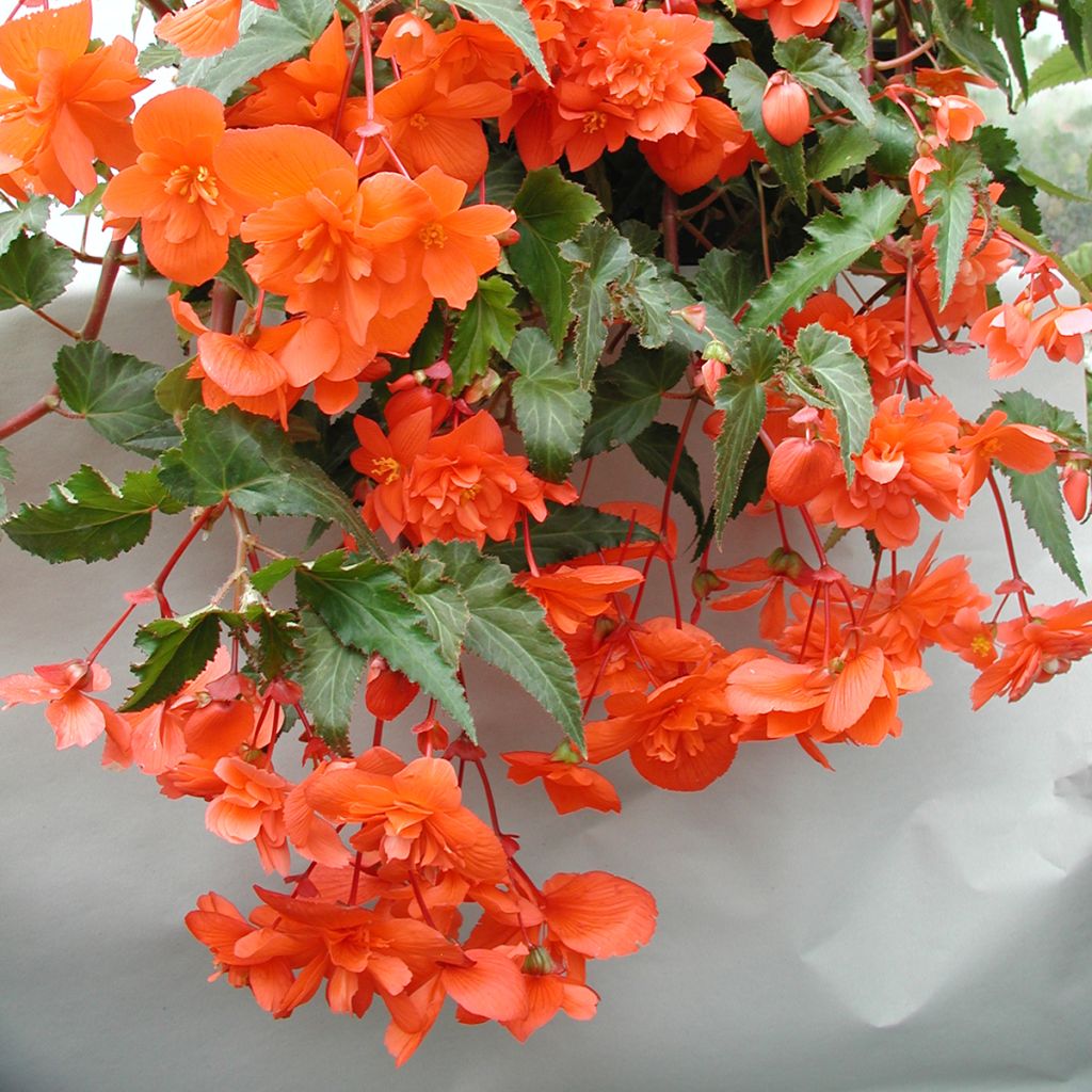 Begonia Chanson F1 Salmon (Semi rivestiti)