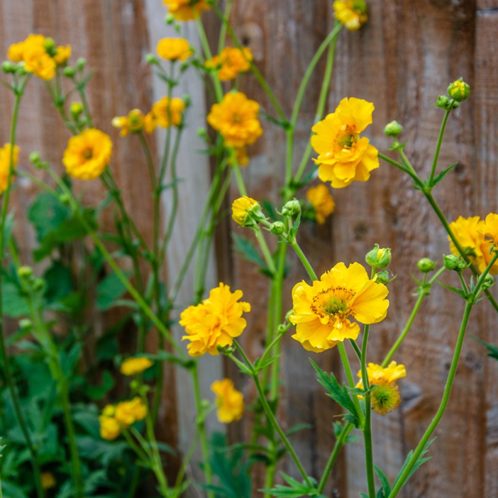 Geum chiloense Lady Stratheden (semi)