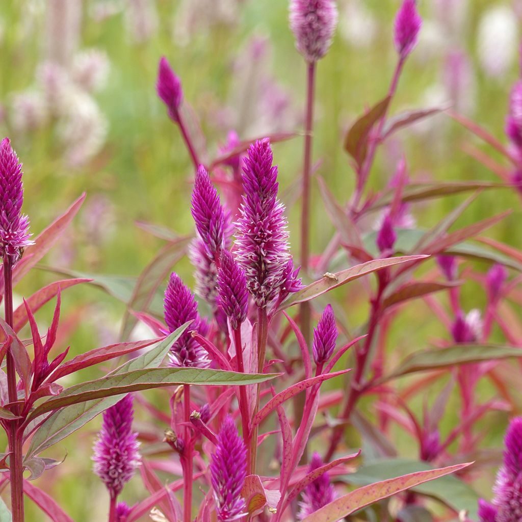 Celosia spicata Flamingo Purple (semi) - Amaranto piumoso