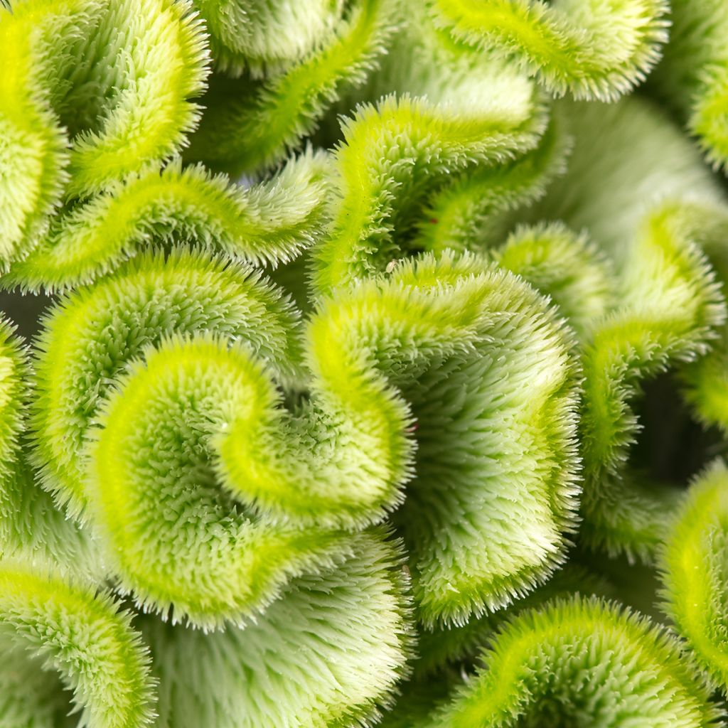 Celosia Cristata Act Verda (Green) (semi) - Cresta di gallo
