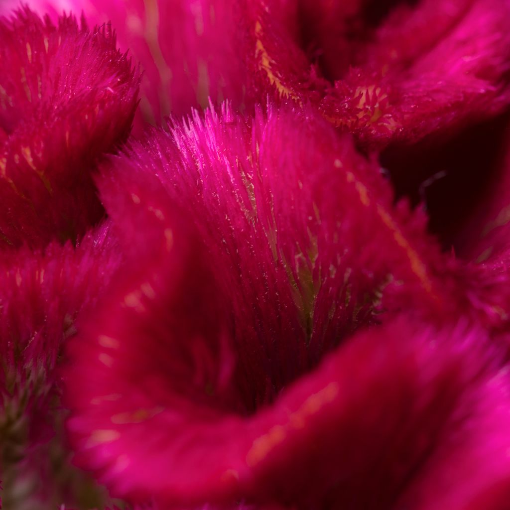 Celosia Cristata Bar Bora (Purple) (semi) - Cresta di gallo