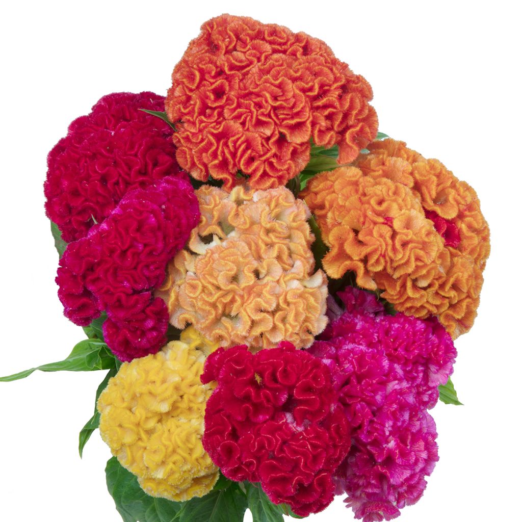 Celosia Cristata Captain Mix (semi) - Cresta di gallo