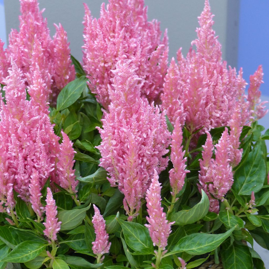 Celosia spicata Flamma Pink (semi)