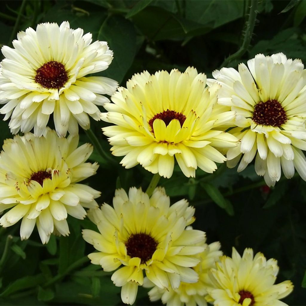 Calendula officinalis Snow Princess - Fiorrancio