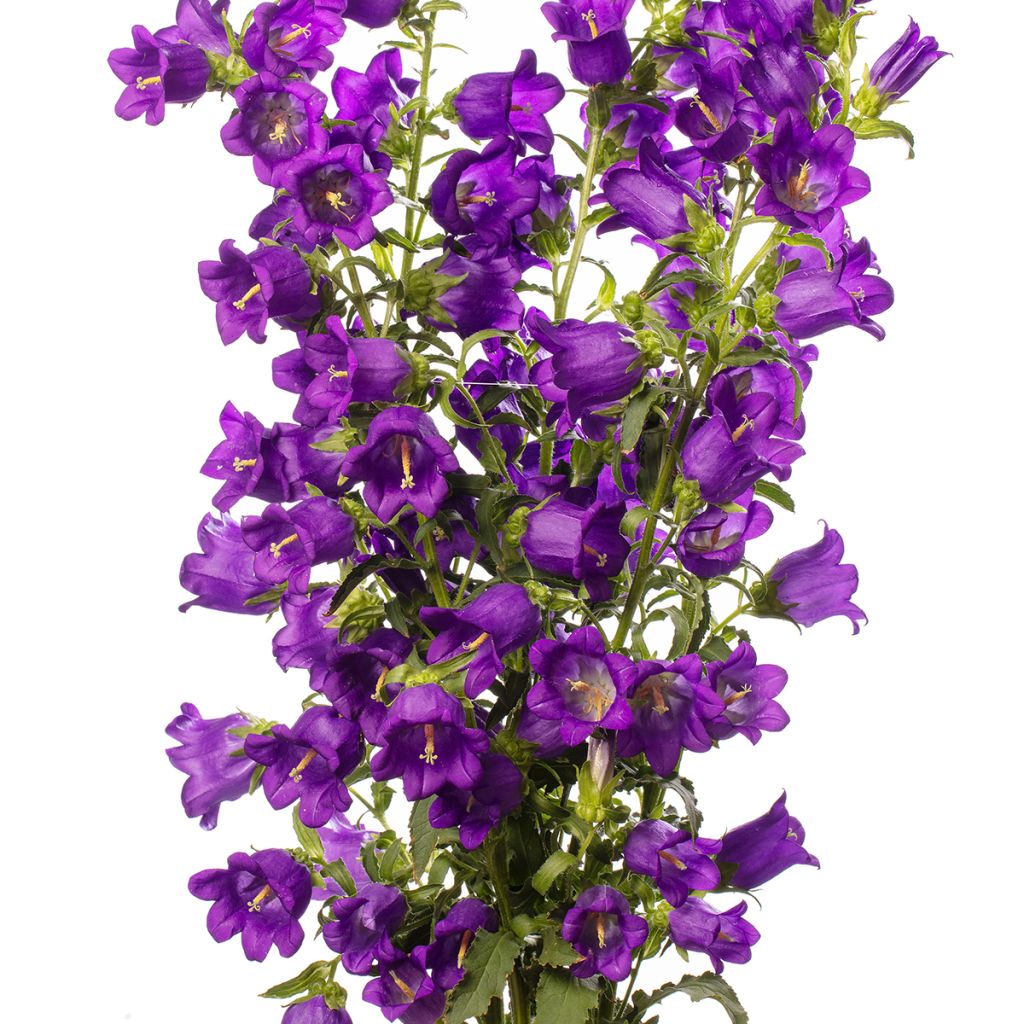 Campanule medium F1 Big Ben Deep Blue (semi rivestiti) - Campanula toscana