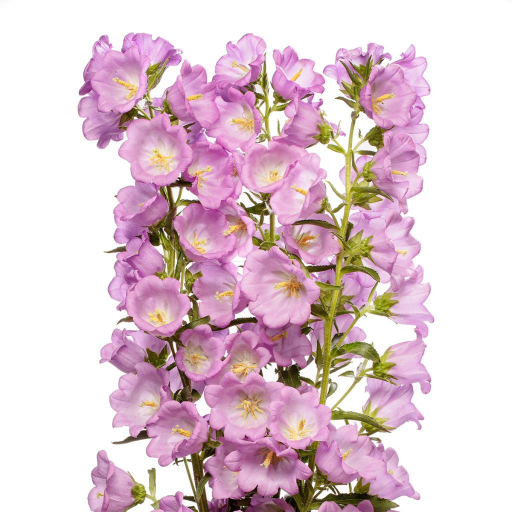 Campanule medium F1 Big Ben Lavender (semi rivestiti) - Campanula toscana