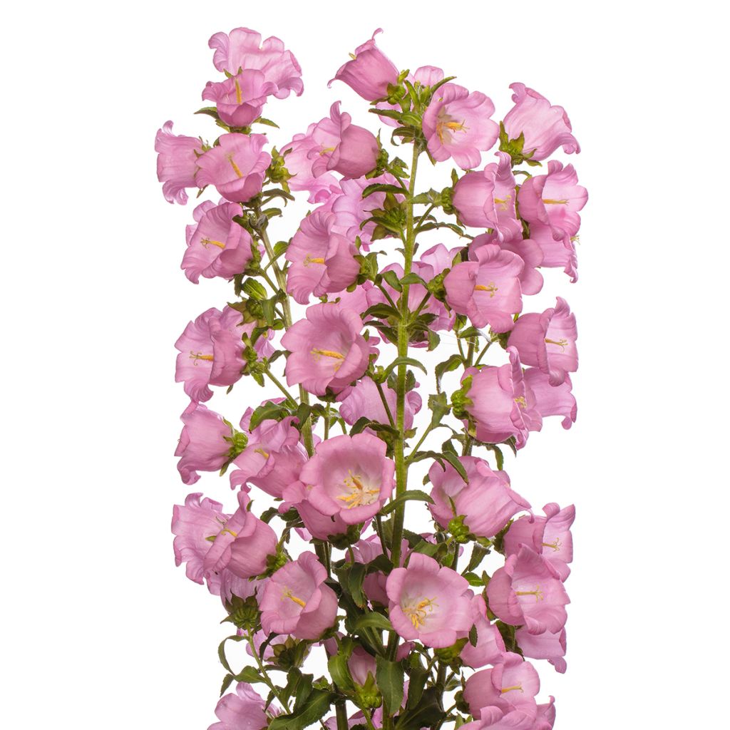 Campanule medium F1 Big Ben Pink (semi rivestiti) - Campanula toscana