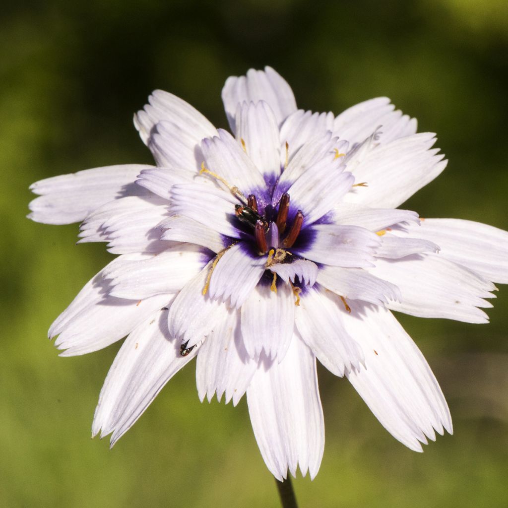 Catananche caerulea Bicolor - Cupidone azzurro