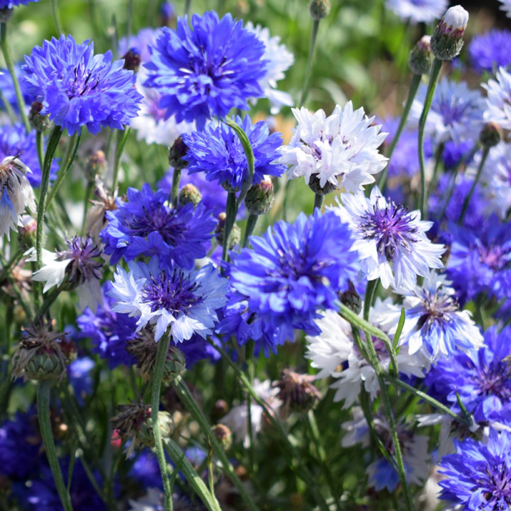 Centaurea cyanus Classic Fantastic - Fiordaliso vero