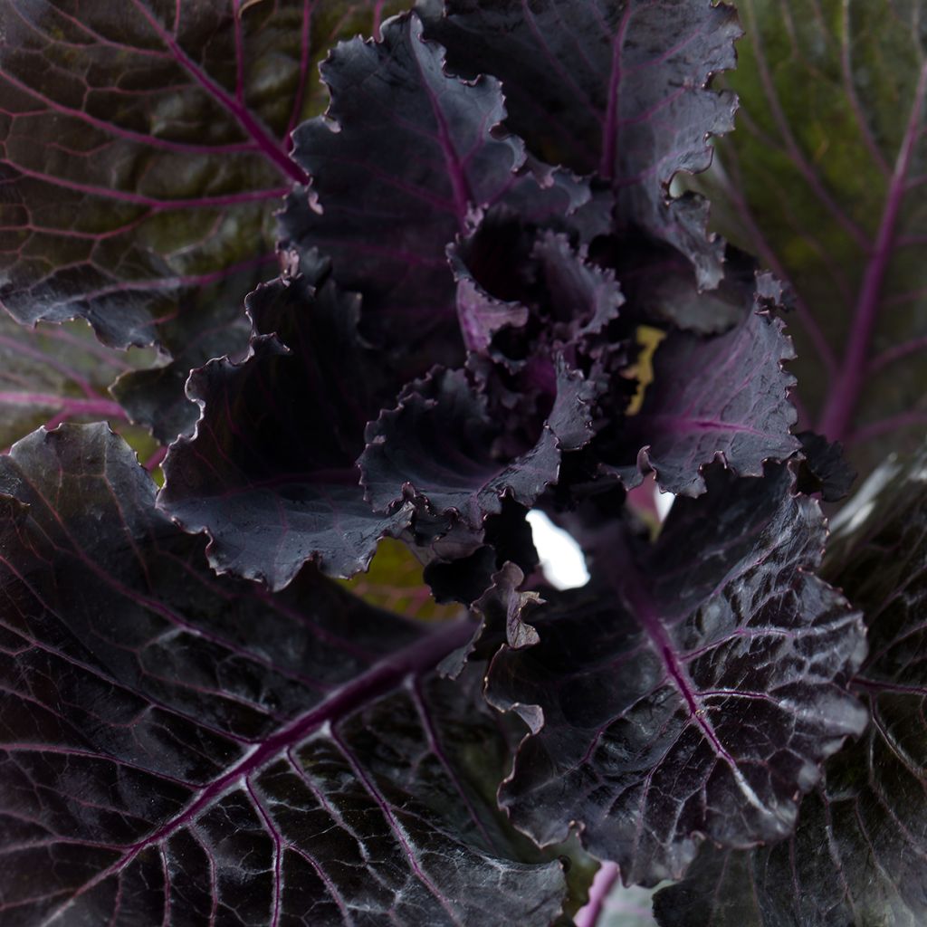 Cavolo riccio Black Leaf F1