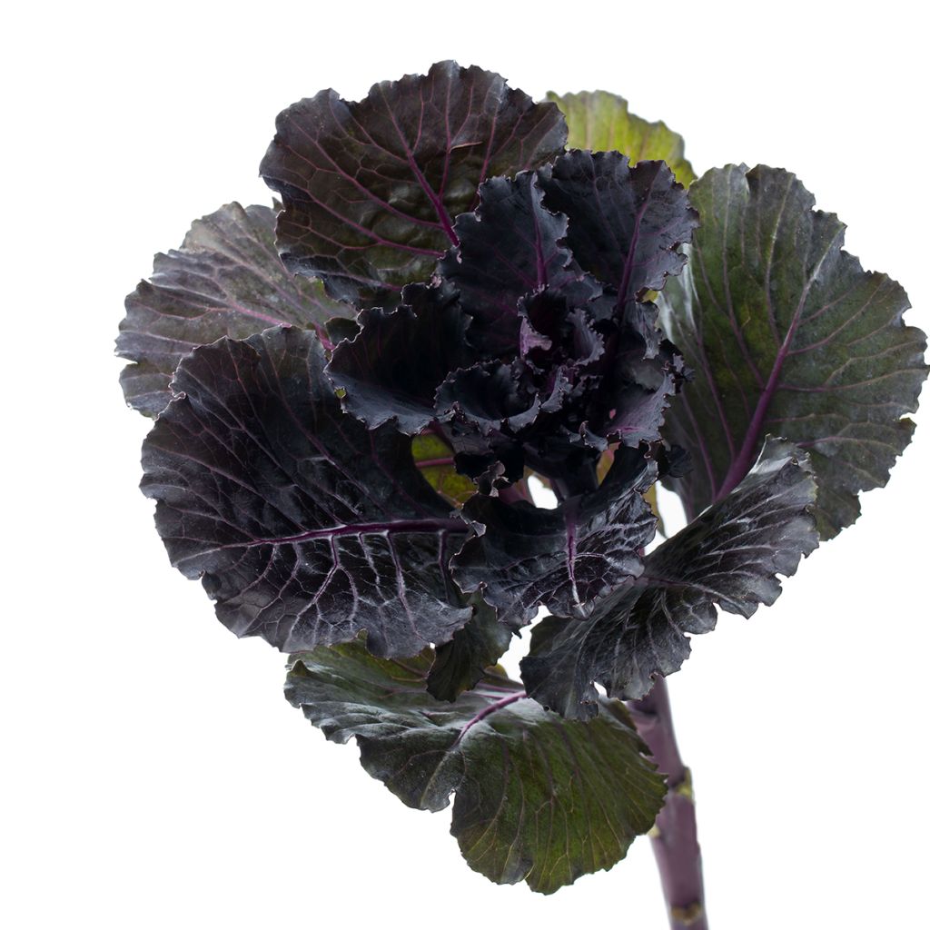 Cavolo riccio Black Leaf F1