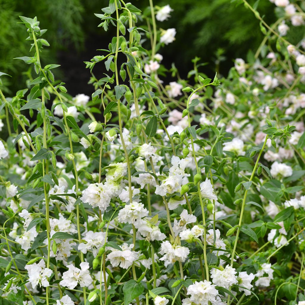 Clarkia unguiculata Albatross (semi)