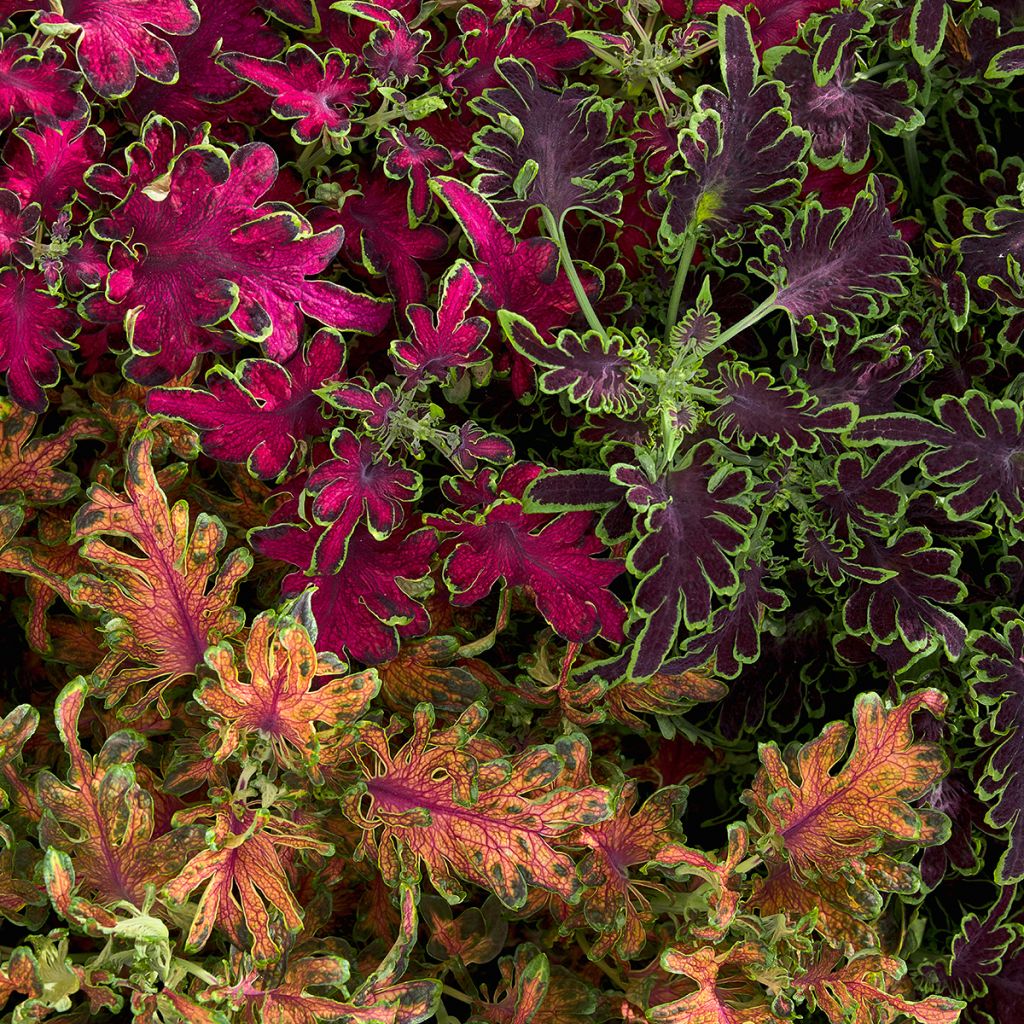 Coleus Colocha Mix (semi) - Coleo