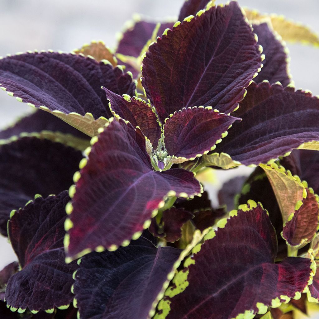 Coleus Mezmerize​ Chocolate Lime Edge (semi) - Coleo