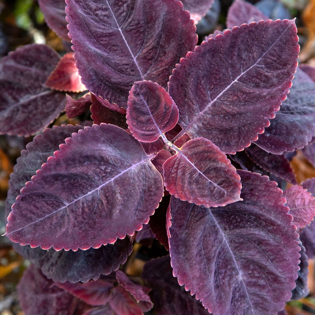 Coleo Mezmerize Rusty Red