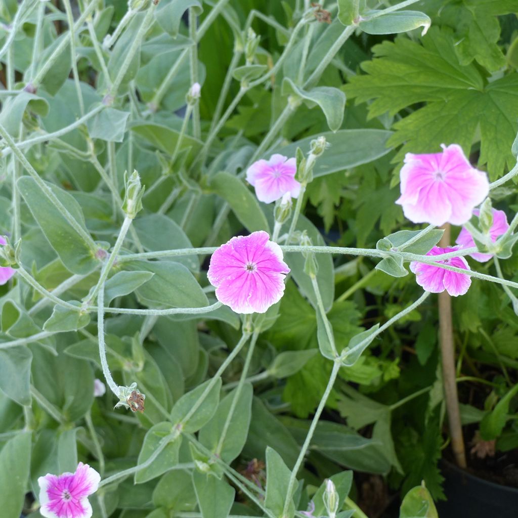 Lychnis coronaria Angel's Blush (semi) - Crotonella coronaria