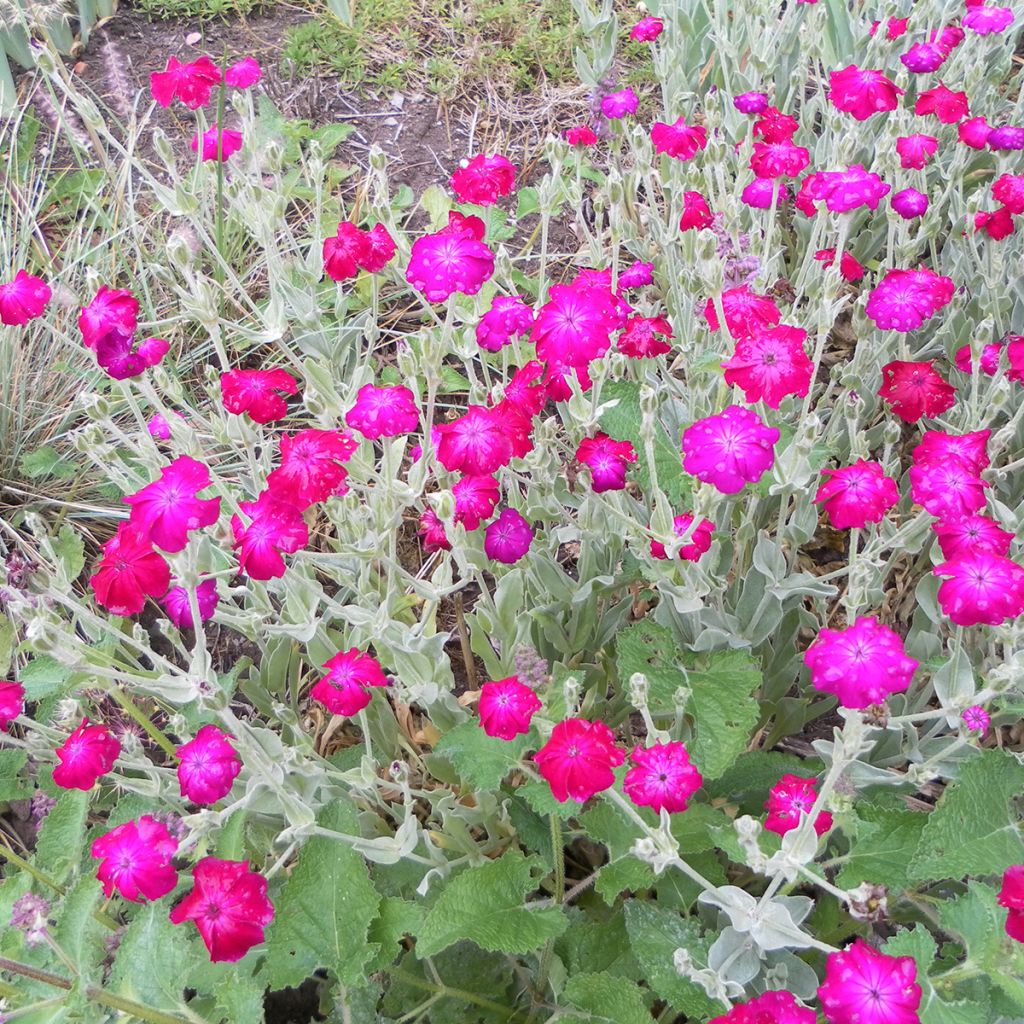 Lychnis coronaria atrosanguinea (semi) - Crotonella coronaria