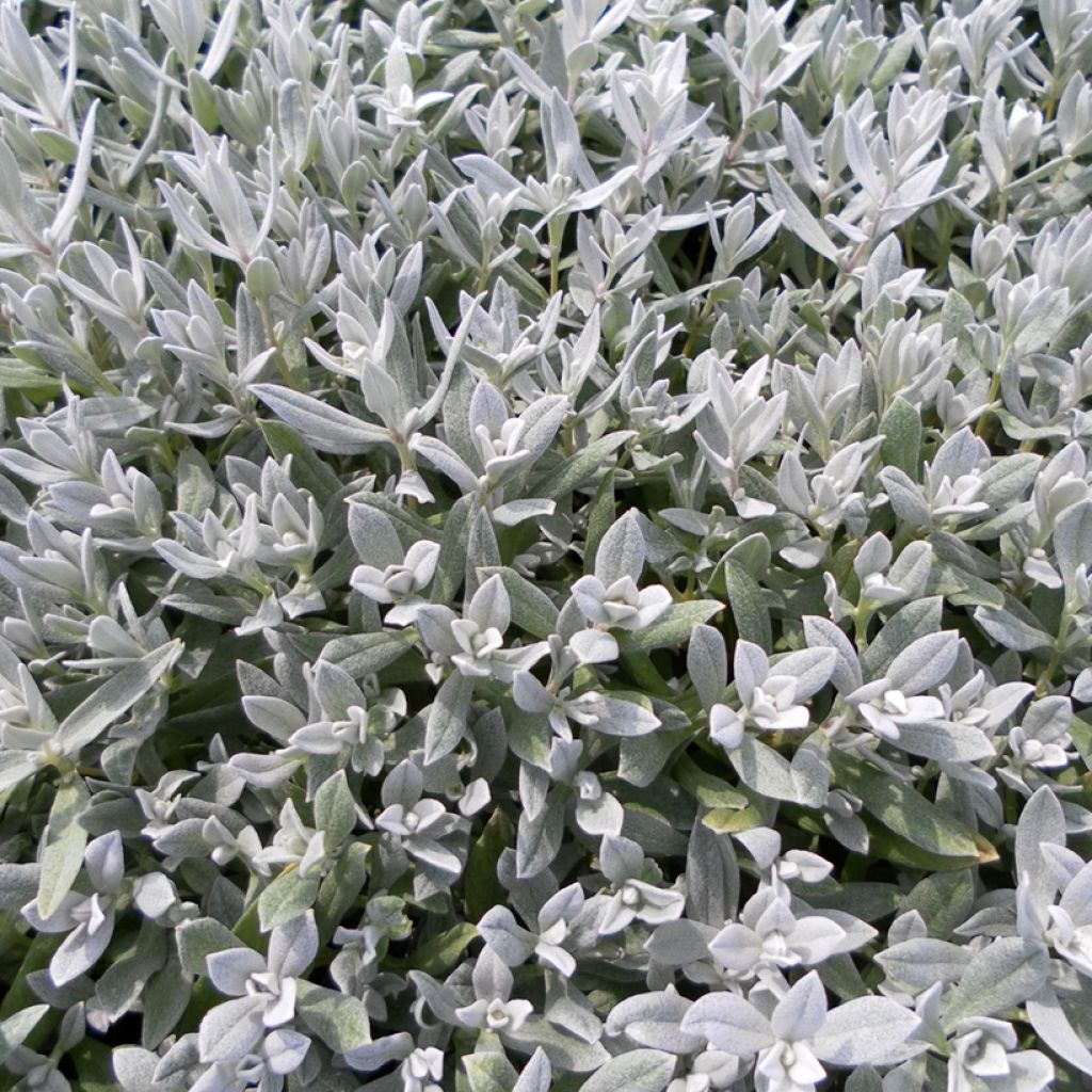 Cerastium biebersteinii (semi) - Cerastio