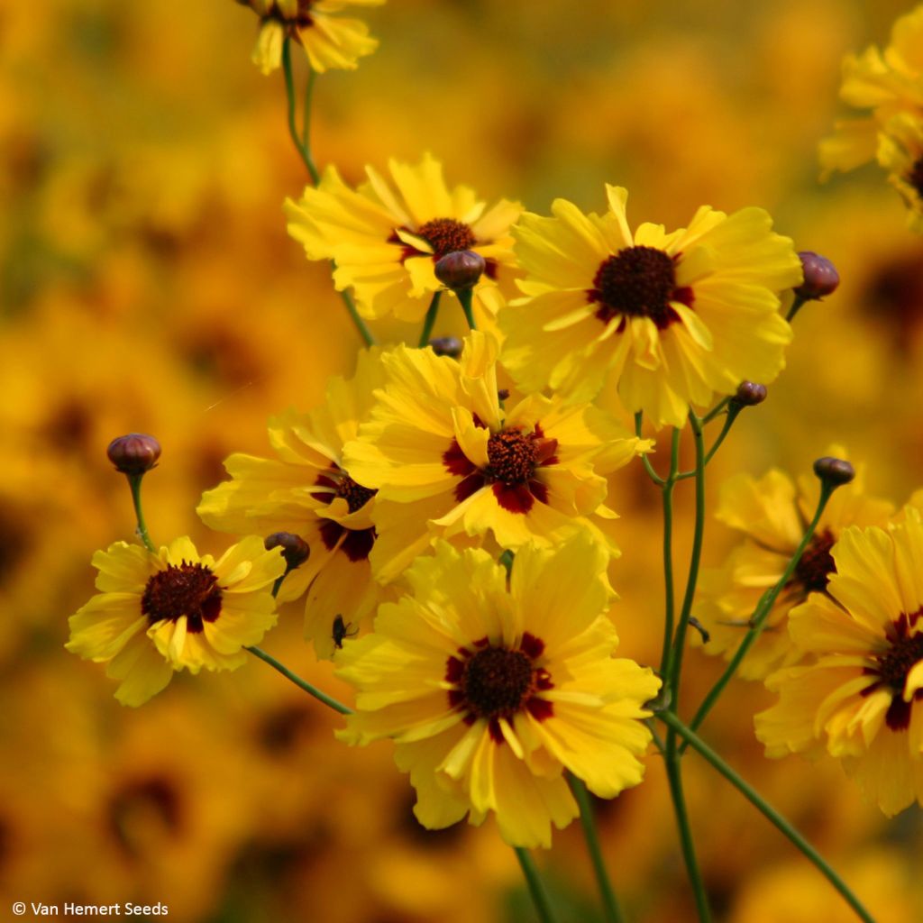 Coreopsis tinctoria Golden Roulette